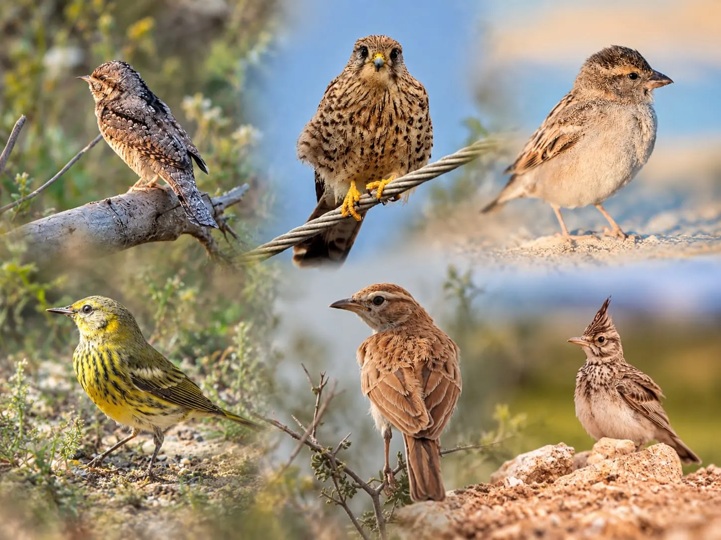 2-Day Merzouga Birdwatching Tour